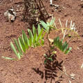 Tephrosia