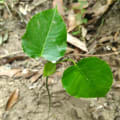Árbol dinamita