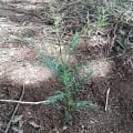 Grevillea