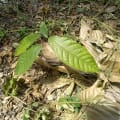 Cacaotier