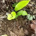 Cacao