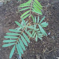 Tefrosia