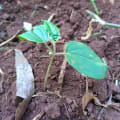 Croton