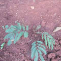 Calliandra