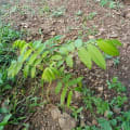 Zeder