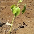 Tamarillo