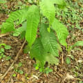Cacao