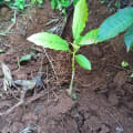 Aguacate
