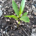 Red Mangrove
