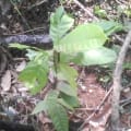 Cacao