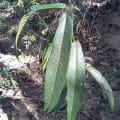Khanyu