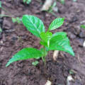 Markhamia