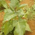 Tree Tomato