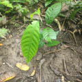 Cacao