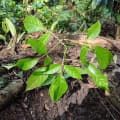 Caoba
