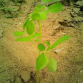 Moringa