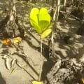 Mangrove Blanche
