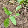 Caoba