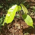 Cacao