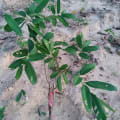 Longan-Baum