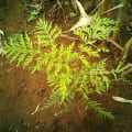 Grevillea