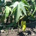 Papaya