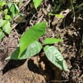 Cacao