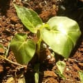 Tamarillo