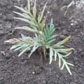 Grevillea