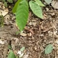 Cacao