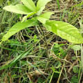 Cacao