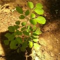 Moringa