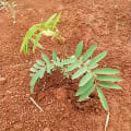 Tephrosia