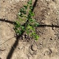 Moringa