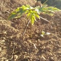 Papaya