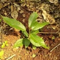 Cacao