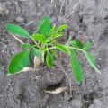 Moringa