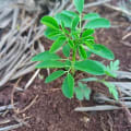 Moringa