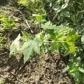 Papaya