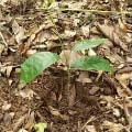 Cacao