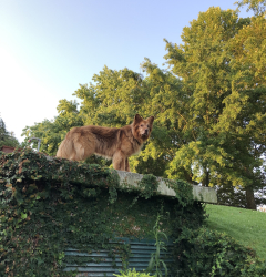 Il bosco di Ruby