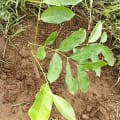African Mahogany