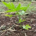 Papaya
