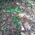 Limette