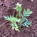 Grevillea