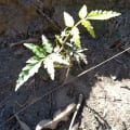 Neem