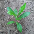 Cashew