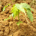 Papaya