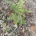 Grevillea