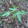 Papaya